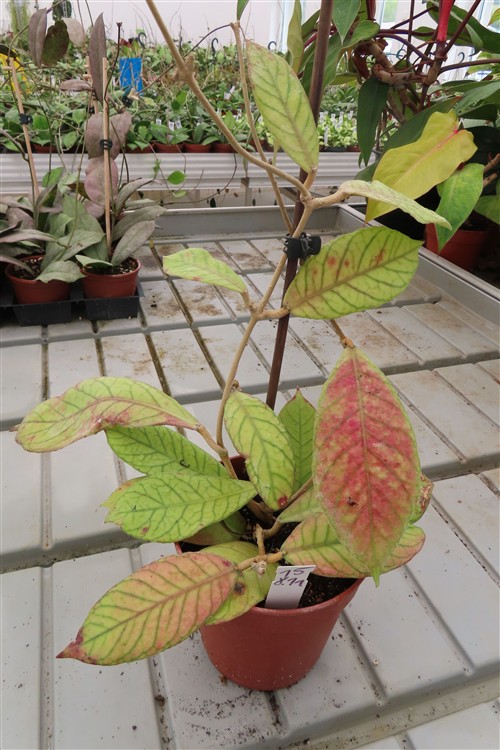 Hoya Sabah – Bild 2