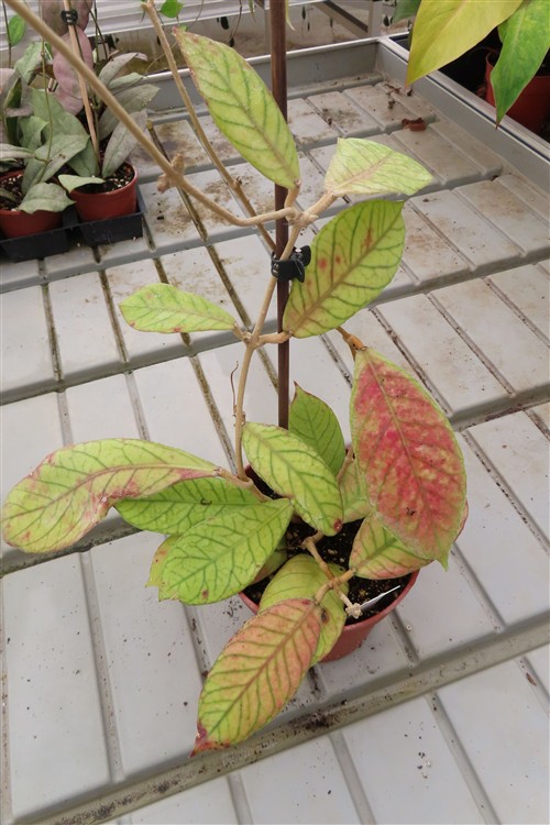 Hoya Sabah – Bild 3