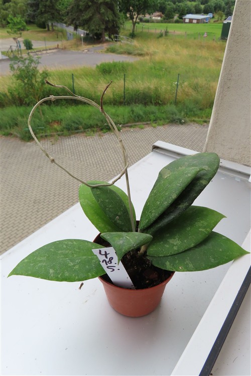 Hoya vitellina – Bild 3