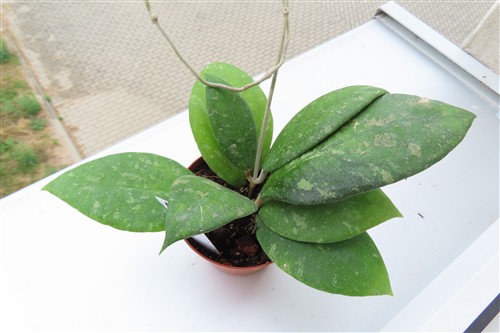 Hoya vitellina – Bild 2