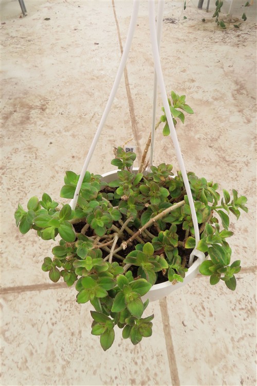 Aeschynanthus – Bild 3