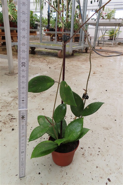 Hoya vitellina – Bild 2