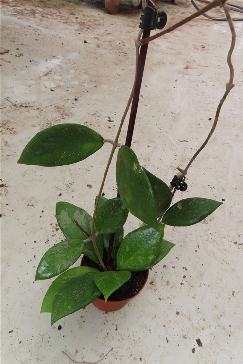Hoya vitellina – Bild 3