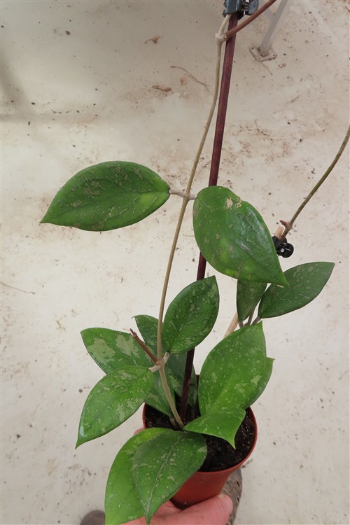 Hoya vitellina – Bild 4