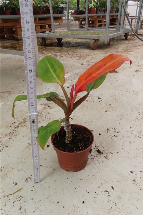 Philodendron Sunlight – Bild 2