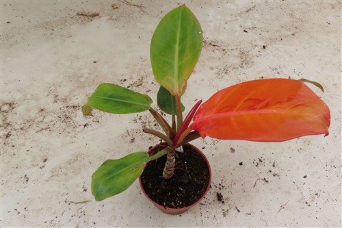 Philodendron Sunlight – Bild 3