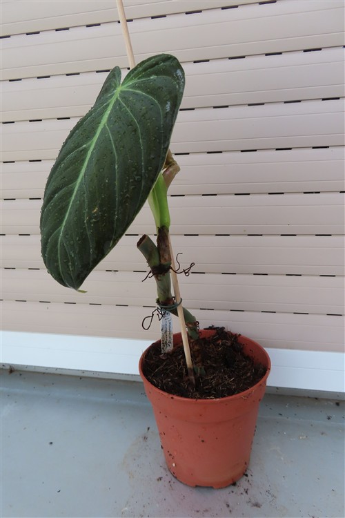 Philodendron melanochrysum – Bild 2