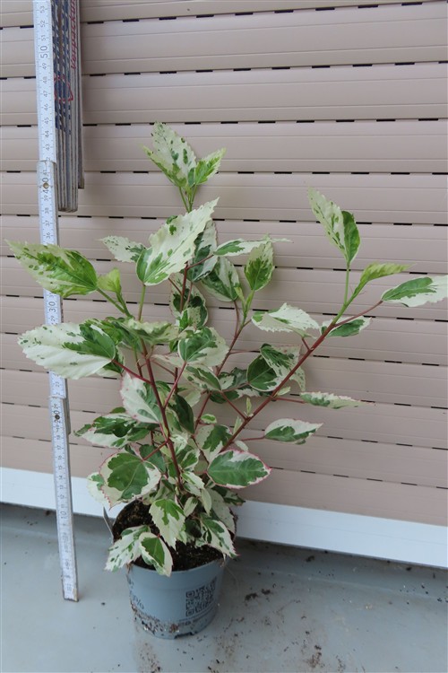Hibiskus rosa-sinensis – Bild 3
