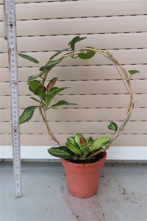 Hoya australis Lisa – Bild 2