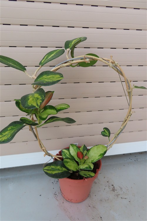 Hoya australis Lisa – Bild 3