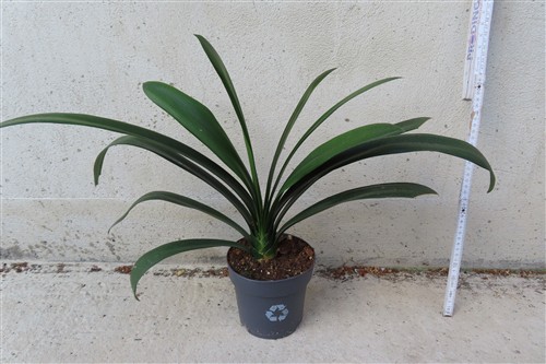 Clivia miniata citrina – Bild 2