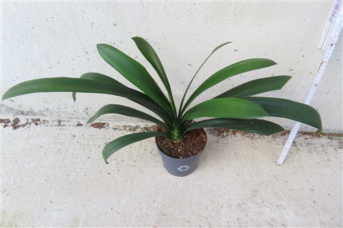 Clivia miniata citrina – Bild 3