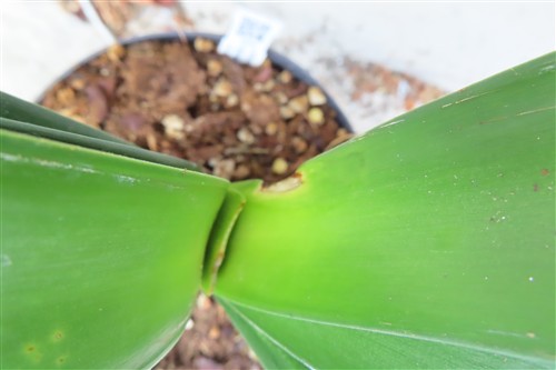 Clivia miniata citrina – Bild 4