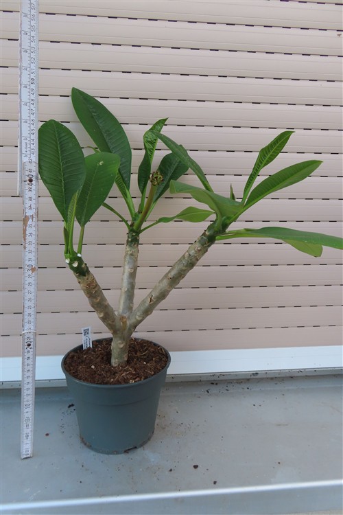 Plumeria Dwarf – Bild 2