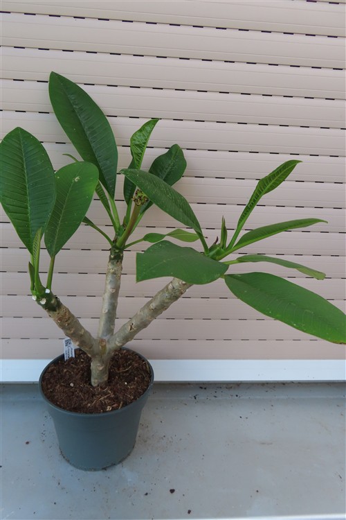 Plumeria Dwarf – Bild 3