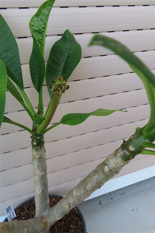 Plumeria Dwarf – Bild 4
