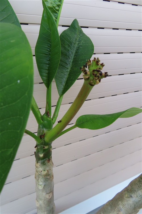 Plumeria Dwarf – Bild 5