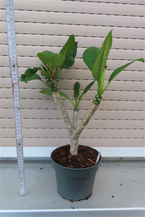 Plumeria Dwarf – Bild 2