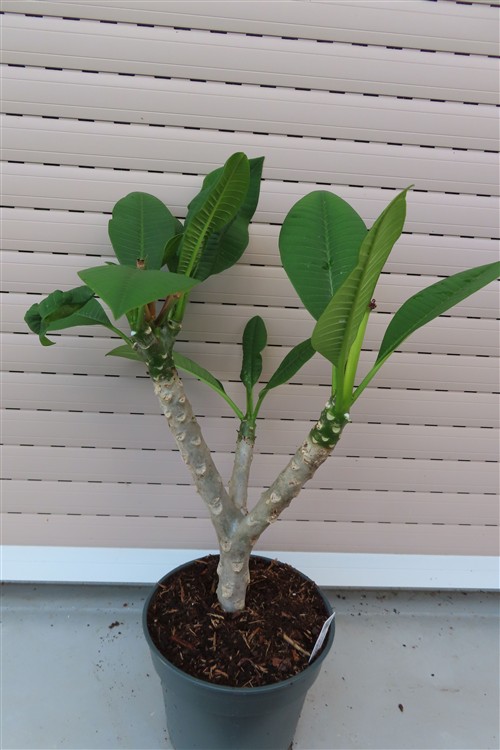 Plumeria Dwarf – Bild 3