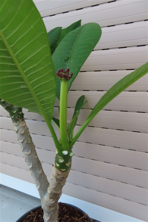 Plumeria Dwarf – Bild 4