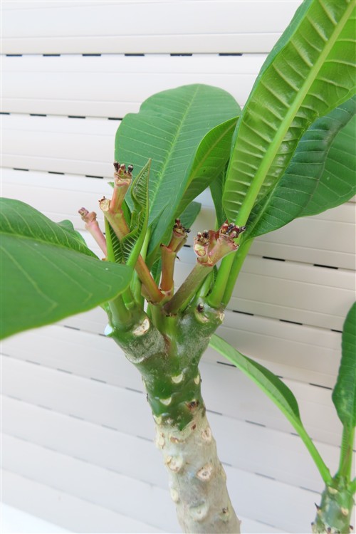 Plumeria Dwarf – Bild 5