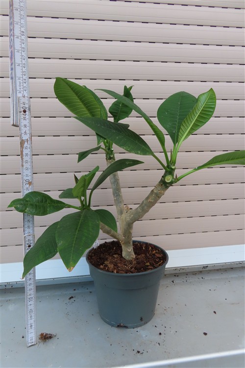 Plumeria Dwarf – Bild 2