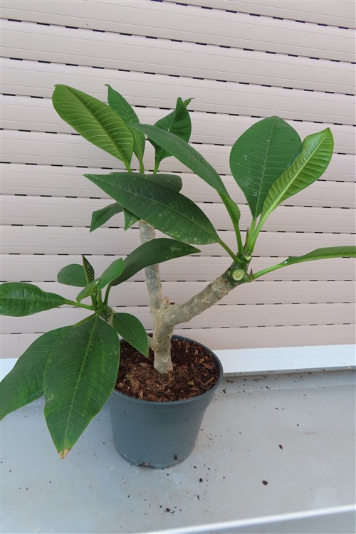 Plumeria Dwarf – Bild 3