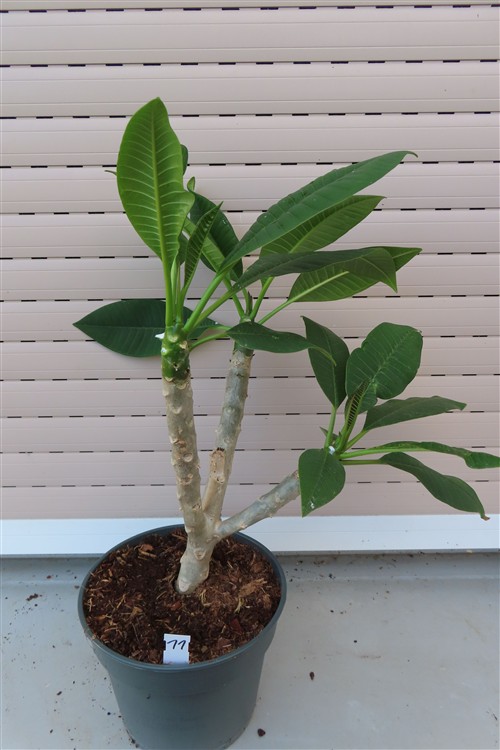 Plumeria Dwarf – Bild 4