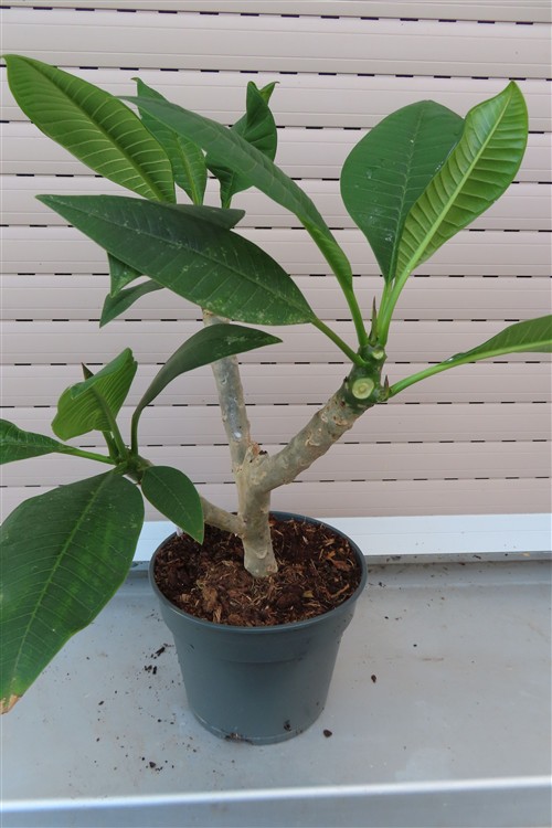Plumeria Dwarf – Bild 5