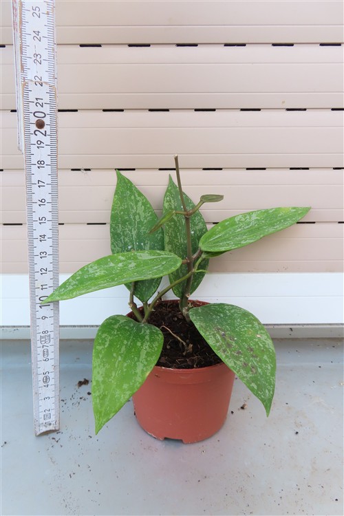 Hoya sp. Rangsan Star of Borneo – Bild 3