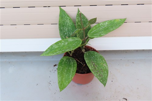 Hoya sp. Rangsan Star of Borneo – Bild 2