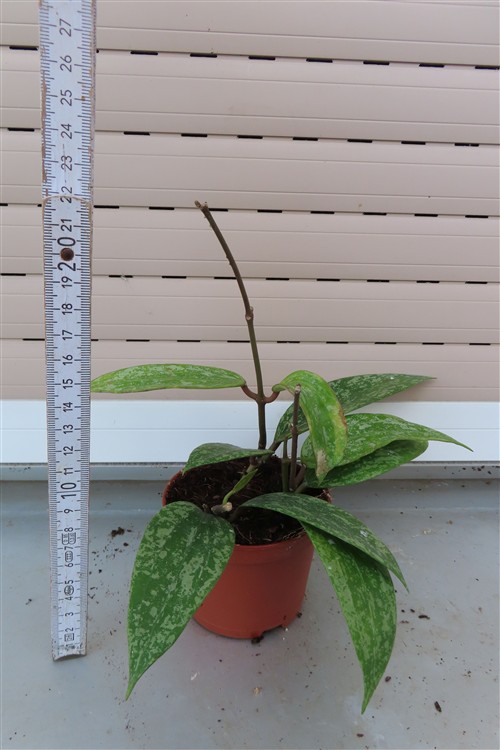 Hoya sp. Rangsan Star of Borneo – Bild 3