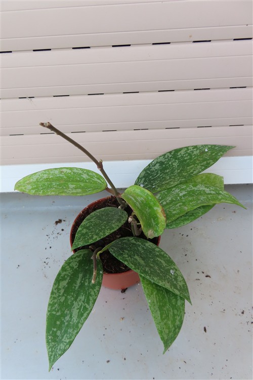 Hoya sp. Rangsan Star of Borneo – Bild 2