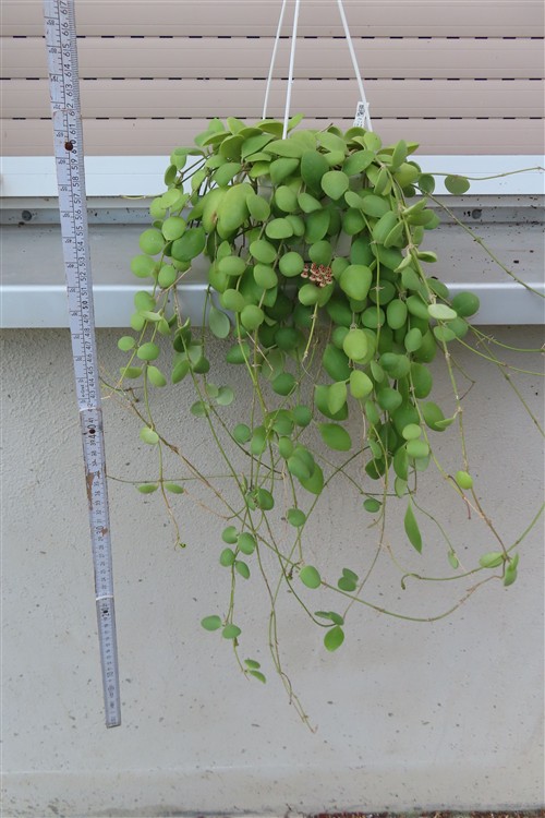 Hoya brevialata – Bild 2
