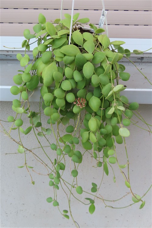Hoya brevialata – Bild 3
