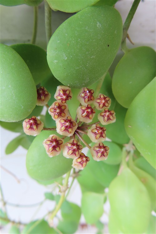 Hoya brevialata – Bild 4