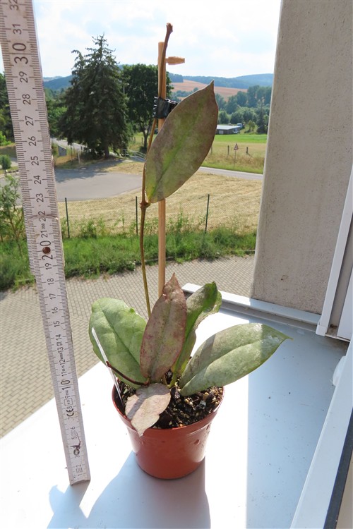 Hoya Mitrata silver – Bild 2