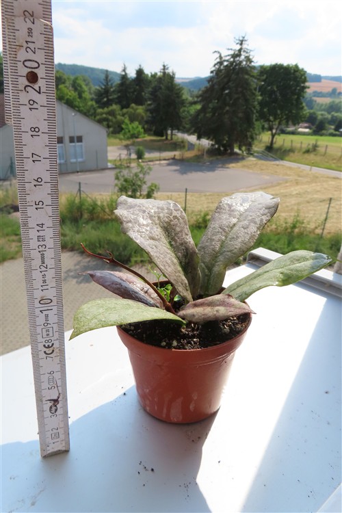 Hoya Mitrata silver – Bild 2