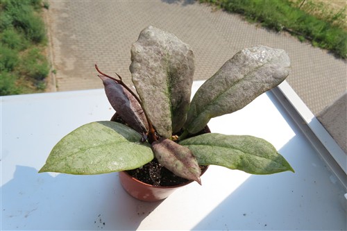 Hoya Mitrata silver – Bild 3