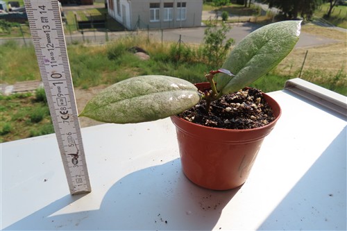 Hoya Mitrata silver – Bild 3