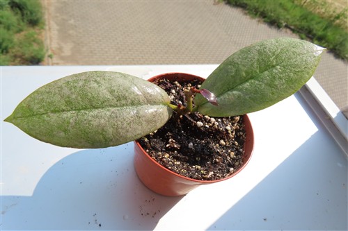 Hoya Mitrata silver – Bild 2
