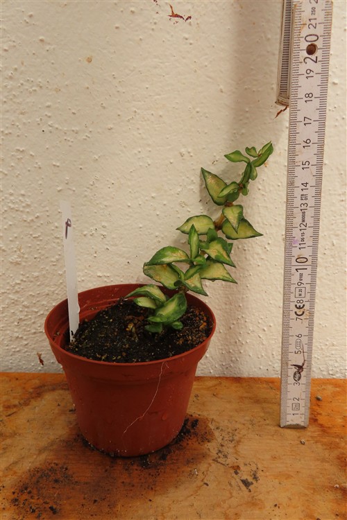 Hoya sp. Bruno – Bild 2