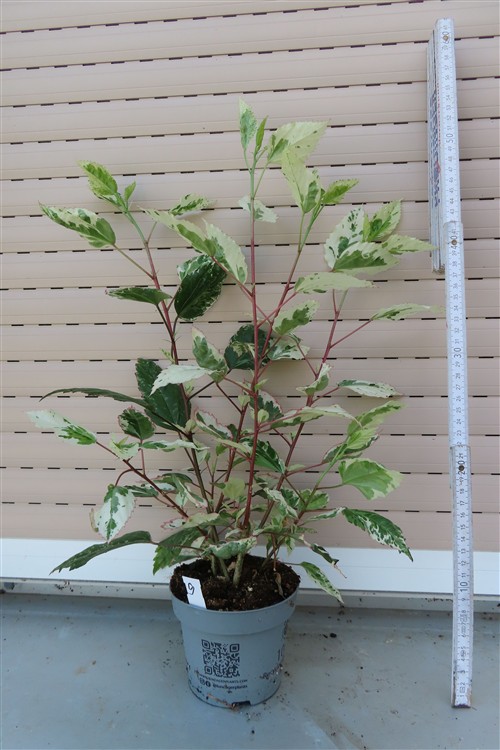 Hibiskus rosa-sinensis – Bild 3