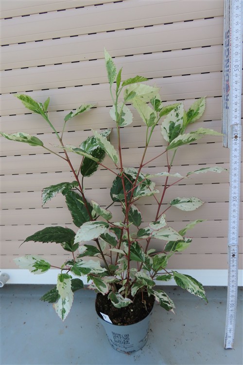 Hibiskus rosa-sinensis – Bild 2