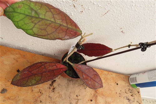 Hoya clemensiorum short leaf – Bild 2