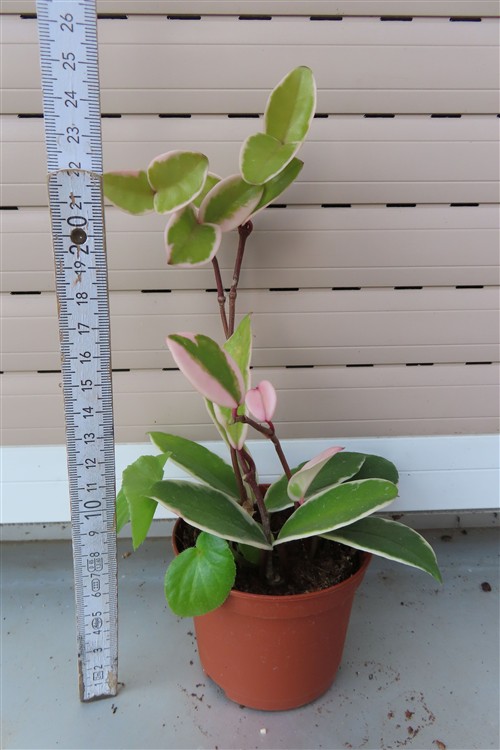 Hoya carnosa Flamingo Dream – Bild 2
