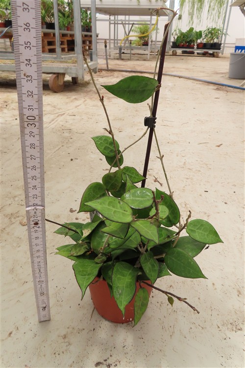 Hoya parasitica black edge – Bild 2