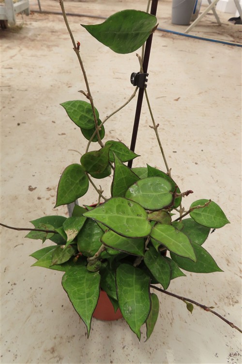 Hoya parasitica black edge – Bild 3