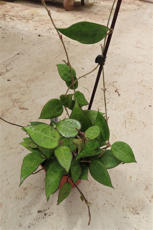 Hoya parasitica black edge – Bild 4