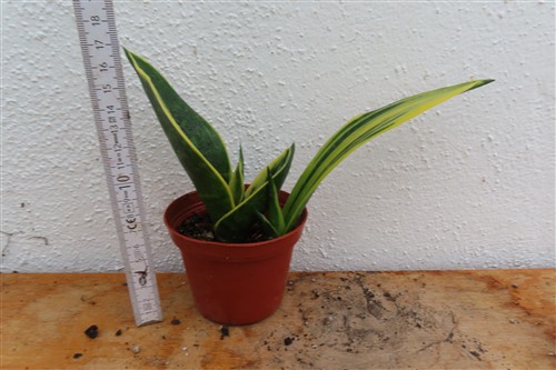 Sansevieria Golden Flame – Bild 4